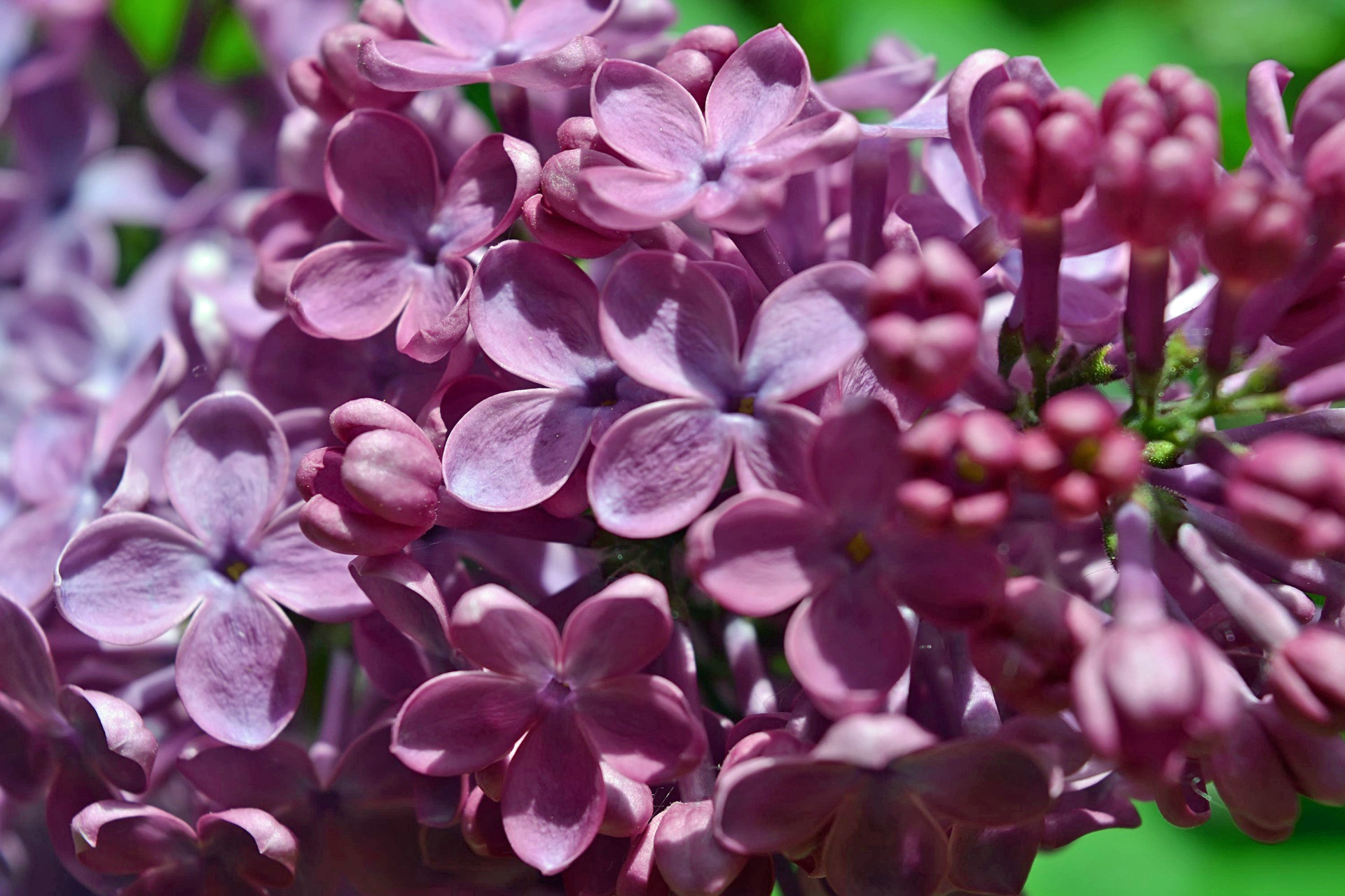 Lilac Trivia — Highland Park Conservancy